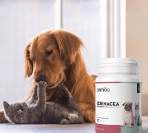 109733003 3382981821722564 3291286752454191044 n