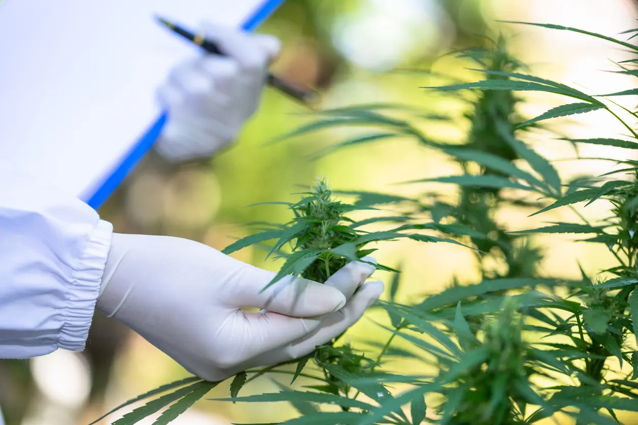 1724949294 How Medical Cannabis Works
