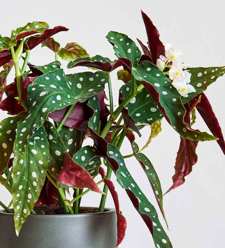 B D Faux2 148 Closeup 720x