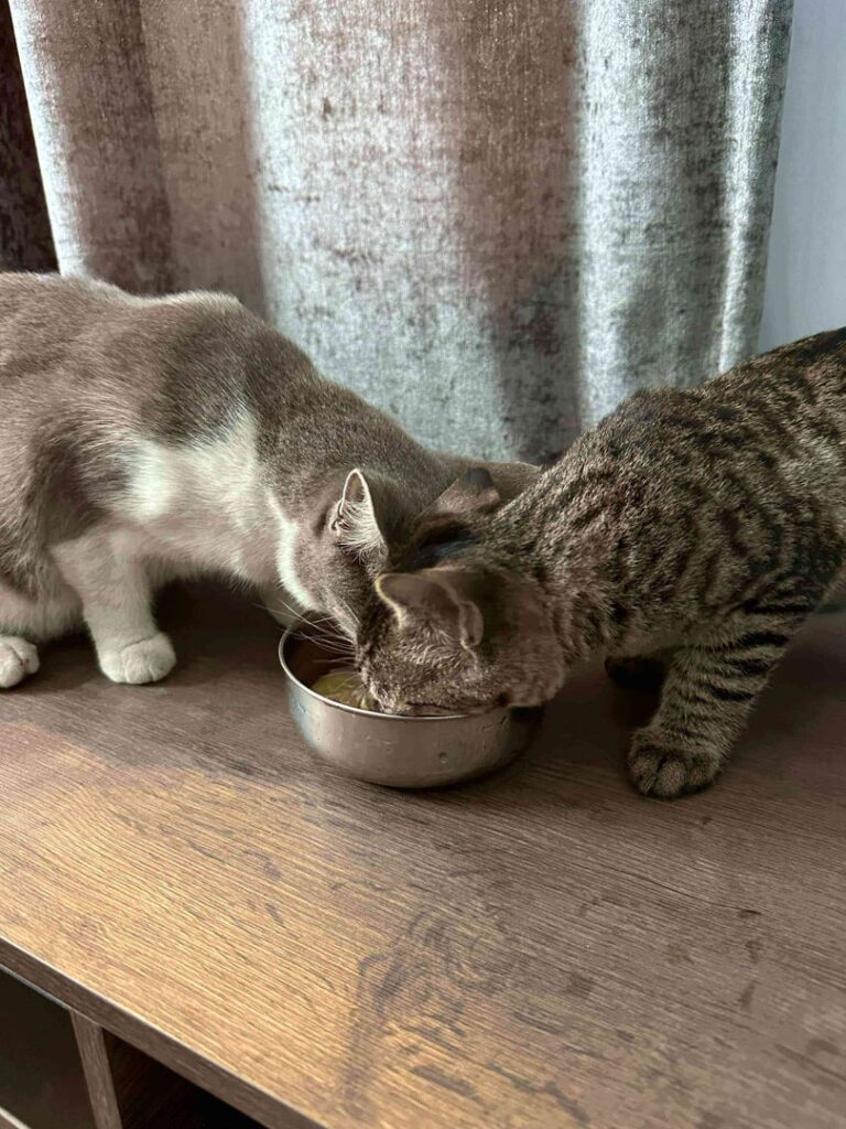 Cat Food Cheow Peow 1080x1080