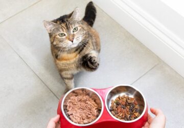 Product Listing Hero Cat Food