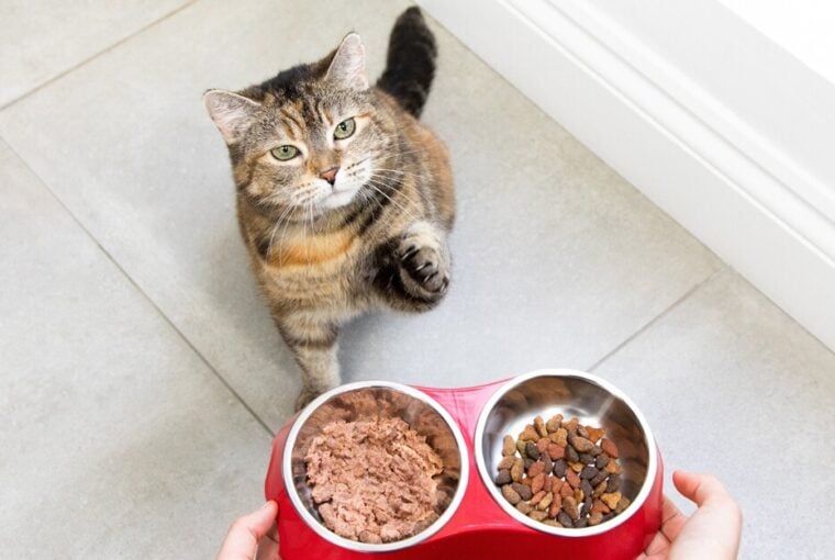 Product Listing Hero Cat Food