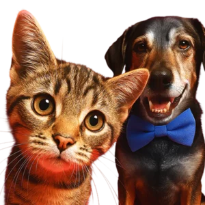 Cat Dog Hero Transparent 1.png