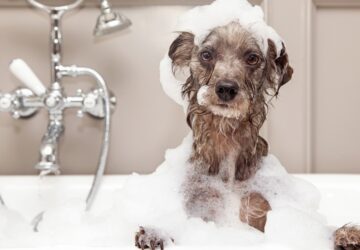 Dogbath
